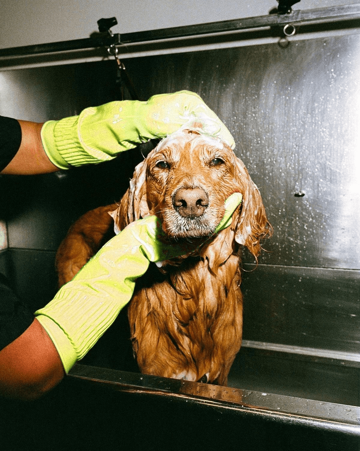 Собака во время груминга с логотипом Yanki pets